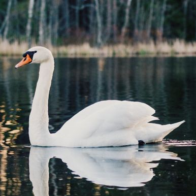 Forvandl dig til en magisk troldmand!